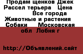 Продам щенков Джек Рассел терьера › Цена ­ 25 000 - Все города Животные и растения » Собаки   . Московская обл.,Лобня г.